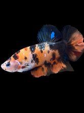 Load image into Gallery viewer, GIANT Male Halfmoon Plakat - Galaxy #1484 - Live Betta Fish
