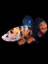 Load image into Gallery viewer, GIANT Male Halfmoon Plakat - Galaxy #1484 - Live Betta Fish
