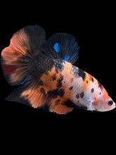 Load image into Gallery viewer, GIANT Male Halfmoon Plakat - Galaxy #1484 - Live Betta Fish
