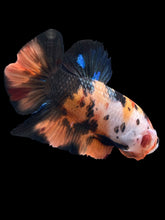 Load image into Gallery viewer, GIANT Male Halfmoon Plakat - Galaxy #1484 - Live Betta Fish
