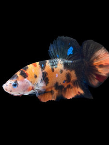 GIANT Male Halfmoon Plakat - Galaxy #1484 - Live Betta Fish