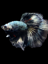 Load image into Gallery viewer, Male Halfmoon - Fancy Copper #1485 - Live Betta Fish
