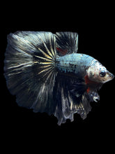 Load image into Gallery viewer, Male Halfmoon - Fancy Copper #1485 - Live Betta Fish
