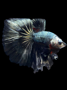 Male Halfmoon - Fancy Copper #1485 - Live Betta Fish