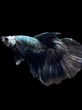 Load image into Gallery viewer, Male Halfmoon - Fancy Copper #1485 - Live Betta Fish
