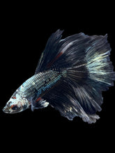 Load image into Gallery viewer, Male Halfmoon - Fancy Copper #1485 - Live Betta Fish
