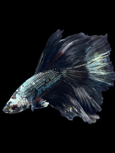 Male Halfmoon - Fancy Copper #1485 - Live Betta Fish
