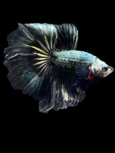 Load image into Gallery viewer, Male Halfmoon - Fancy Copper #1485 - Live Betta Fish
