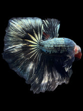 Load image into Gallery viewer, Male Halfmoon - Fancy Copper #1485 - Live Betta Fish
