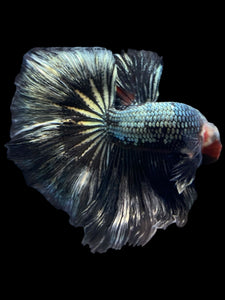 Male Halfmoon - Fancy Copper #1485 - Live Betta Fish