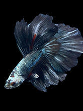 Load image into Gallery viewer, Male Halfmoon - Fancy Copper #1485 - Live Betta Fish

