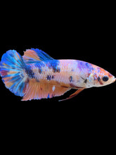 Load image into Gallery viewer, Female Halfmoon Plakat - Unicorn #1486 - Live Betta Fish
