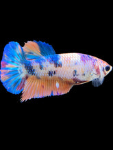 Load image into Gallery viewer, Female Halfmoon Plakat - Unicorn #1486 - Live Betta Fish
