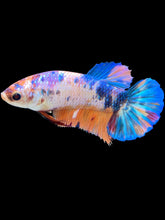 Load image into Gallery viewer, Female Halfmoon Plakat - Unicorn #1486 - Live Betta Fish
