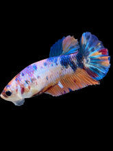 Load image into Gallery viewer, Female Halfmoon Plakat - Unicorn #1486 - Live Betta Fish
