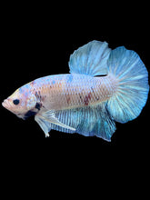 Load image into Gallery viewer, GIANT Male Halfmoon Plakat - Metallic Blue #1487 - Live Betta Fish
