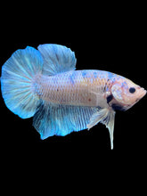 Load image into Gallery viewer, GIANT Male Halfmoon Plakat - Metallic Blue #1487 - Live Betta Fish
