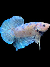 Load image into Gallery viewer, GIANT Male Halfmoon Plakat - Metallic Blue #1487 - Live Betta Fish
