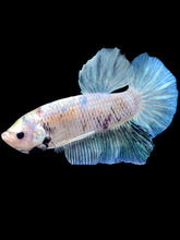 Load image into Gallery viewer, GIANT Male Halfmoon Plakat - Metallic Blue #1487 - Live Betta Fish
