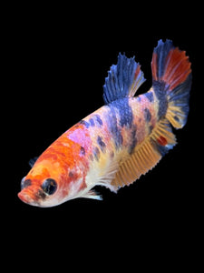 Female Halfmoon Plakat - Multicolor #1488 - Live Betta Fish