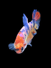 Load image into Gallery viewer, Female Halfmoon Plakat - Multicolor #1488 - Live Betta Fish
