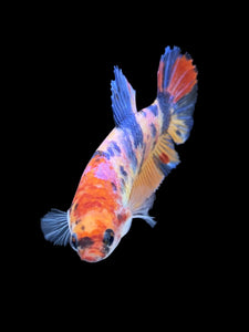 Female Halfmoon Plakat - Multicolor #1488 - Live Betta Fish