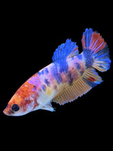 Load image into Gallery viewer, Female Halfmoon Plakat - Multicolor #1488 - Live Betta Fish
