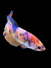 Load image into Gallery viewer, Female Halfmoon Plakat - Multicolor #1488 - Live Betta Fish
