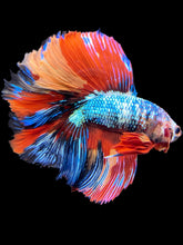 Load image into Gallery viewer, Male Fullmoon - Multicolor #1488 - Live Betta Fish
