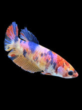 Load image into Gallery viewer, Female Halfmoon Plakat - Multicolor #1488 - Live Betta Fish
