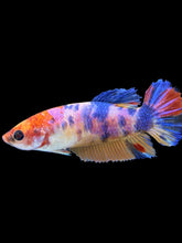 Load image into Gallery viewer, Female Halfmoon Plakat - Multicolor #1488 - Live Betta Fish
