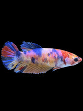 Load image into Gallery viewer, Female Halfmoon Plakat - Multicolor #1488 - Live Betta Fish

