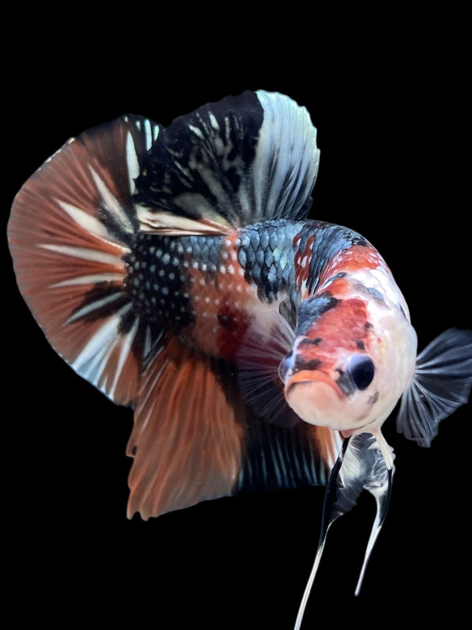 GIANT Male Halfmoon Plakat - Candy Copper #148 - Live Betta Fish