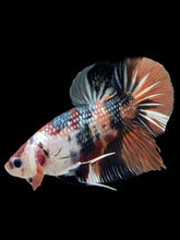 Load image into Gallery viewer, GIANT Male Halfmoon Plakat - Candy Copper #148 - Live Betta Fish
