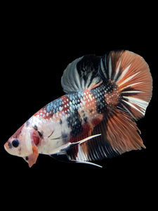 GIANT Male Halfmoon Plakat - Candy Copper #148 - Live Betta Fish