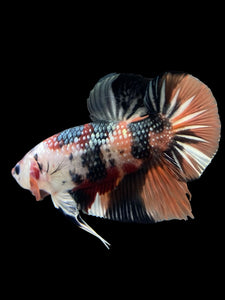 GIANT Male Halfmoon Plakat - Candy Copper #148 - Live Betta Fish