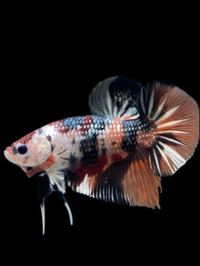 GIANT Male Halfmoon Plakat - Candy Copper #148 - Live Betta Fish