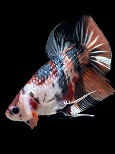 GIANT Male Halfmoon Plakat - Candy Copper #148 - Live Betta Fish