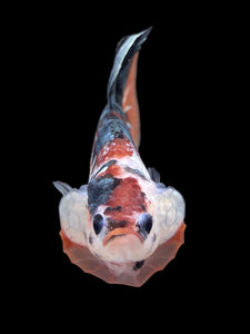 GIANT Male Halfmoon Plakat - Candy Copper #148 - Live Betta Fish