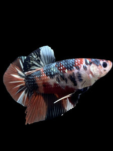 GIANT Male Halfmoon Plakat - Candy Copper #148 - Live Betta Fish