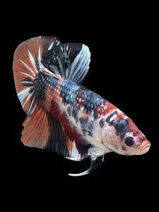 GIANT Male Halfmoon Plakat - Candy Copper #148 - Live Betta Fish