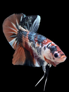 GIANT Male Halfmoon Plakat - Candy Copper #148 - Live Betta Fish