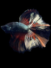 Load image into Gallery viewer, Male Fullmoon - Nemo Copper #1495 - Live Betta Fish
