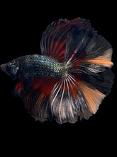 Load image into Gallery viewer, Male Fullmoon - Nemo Copper #1495 - Live Betta Fish

