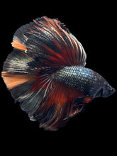 Load image into Gallery viewer, Male Fullmoon - Nemo Copper #1495 - Live Betta Fish
