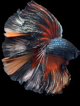Load image into Gallery viewer, Male Fullmoon - Nemo Copper #1495 - Live Betta Fish

