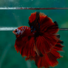 Load image into Gallery viewer, Male Rosetail - Galaxy #1497 - Live Betta Fish
