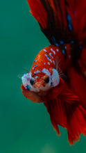 Load image into Gallery viewer, Male Rosetail - Galaxy #1497 - Live Betta Fish

