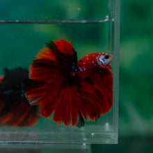 Load image into Gallery viewer, Male Rosetail - Galaxy #1497 - Live Betta Fish
