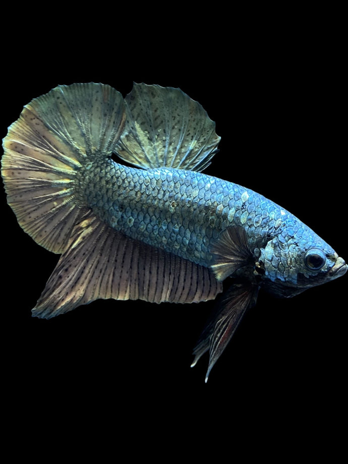 Male Halfmoon Plakat - Fancy Copper #1497 - Live Betta Fish (DEFECT SCALE)